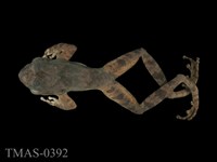 藏品(太田樹蛙)的圖片